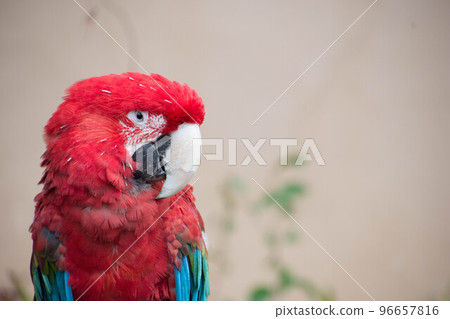 Scarlet macaw 96657816