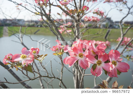 Dogwood 96657972