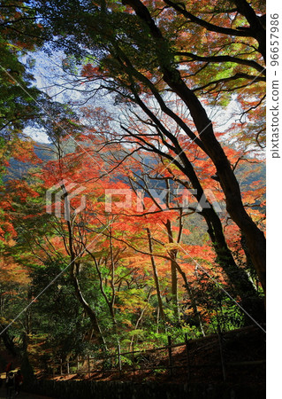 山的秋葉 山的秋葉 96657986