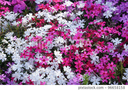 地面粉紅色 地面粉紅色 96658158