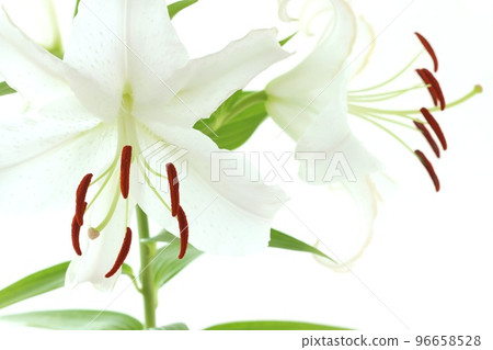 大百合卡薩布蘭卡白花明亮的背景 96658528