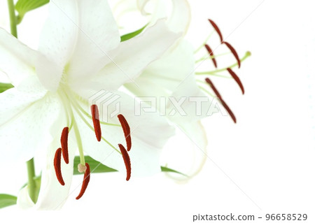 大百合卡薩布蘭卡白花明亮的背景 96658529