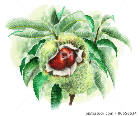 具有模擬水彩水果的栗樹 96658634