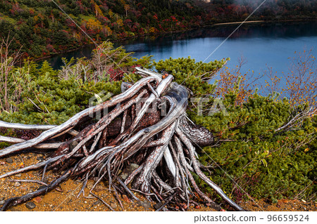 [Fukushima Prefecture/Bandai Azuma Skyline] Let's go see Goshikinuma and autumn leaves of Issaikyoyama trekking and cobalt blue! 96659524