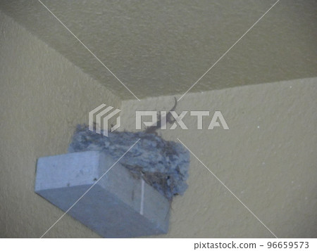 A gecko that invades a swallow's nest ③ A gecko that invades a swallow's nest ③ 96659573