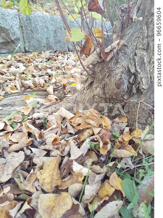 Fallen leaves piled up at the base of the tree 96659604