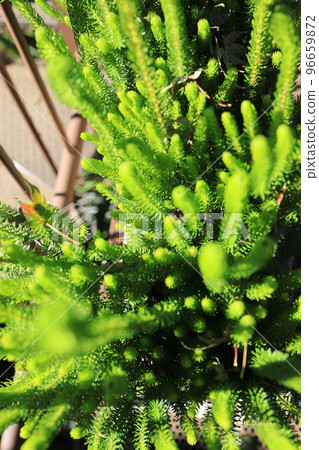 green plants like caterpillars green plants like caterpillars 96659872