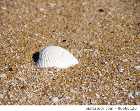 Sea shells on the beach. 96660120