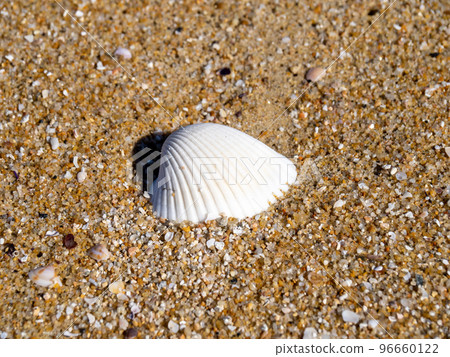 Sea shells on the beach. 96660122