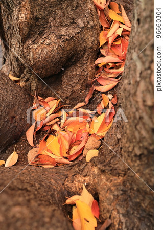 Fallen leaves piled up on tree trunks Fallen leaves piled up on tree trunks 96660304