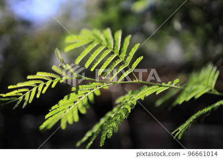 green in the light green in the light 96661014