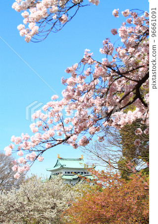 盛開的櫻花和名古屋城的風景 盛開的櫻花和名古屋城的風景 96661091