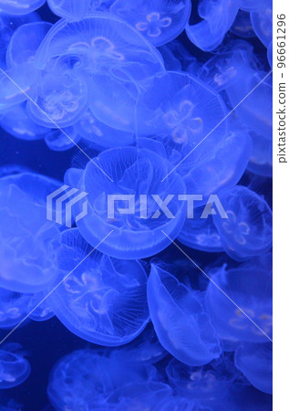 A fantastical group of floating jellyfish A fantastical group of floating jellyfish 96661296