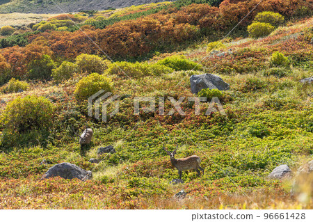 Yezo deer in Daisetsuzan in autumn 96661428
