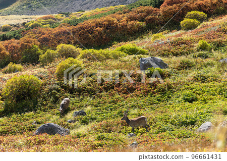Yezo deer in Daisetsuzan in autumn Yezo deer in Daisetsuzan in autumn 96661431