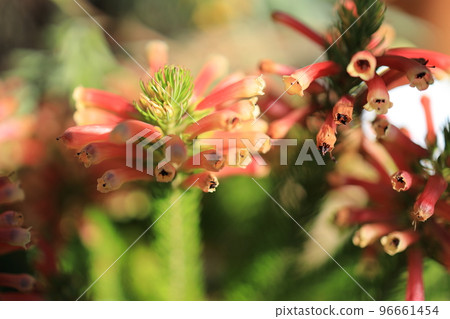 Erica red sprite that is about to blow Erica red sprite that is about to blow 96661454