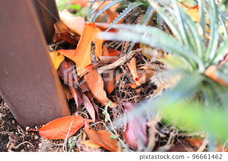 Fallen leaves sandwiched between steel frames Fallen leaves sandwiched between steel frames 96661462