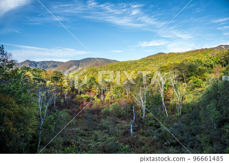 《Nagano Prefecture》Autumn Shiga Kogen Mountains with colored leaves 《Nagano Prefecture》Autumn Shiga Kogen Mountains with colored leaves 96661485