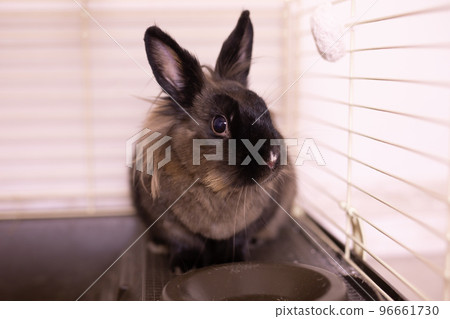 Brown cute rabbit close-up enjoying at home in cage - animal symbol chinese new year 2023 and pet concept 96661730
