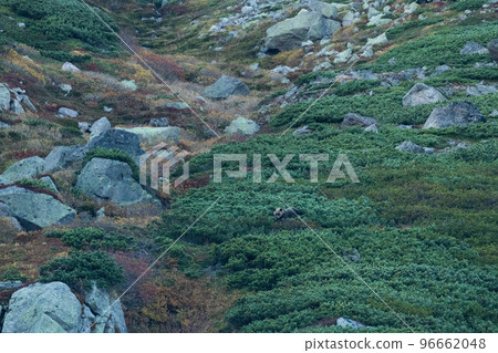 Brown bear in Daisetsuzan in autumn 96662048