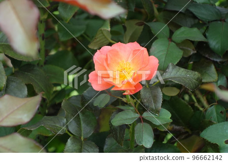 A red rose A red rose 96662142
