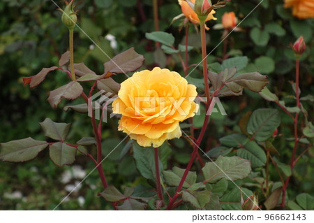 Yellow rose 96662143