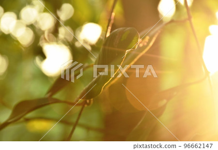 tree leaf hanging on branch on sunset light spreading in garden  96662147