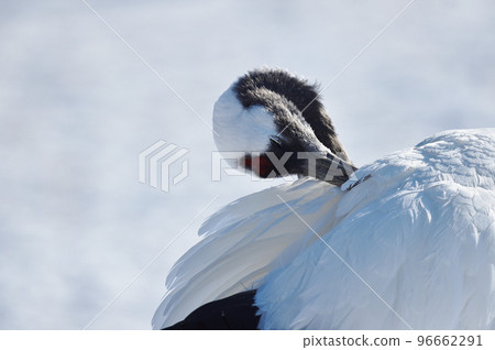 Grooming Japanese crane (Tsurui, Hokkaido) Grooming Japanese crane (Tsurui, Hokkaido) 96662291