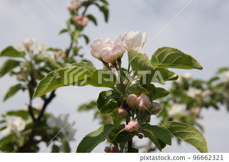 alps maiden apple blossom alps maiden apple blossom 96662321