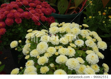 Flowers Flowers 96662551