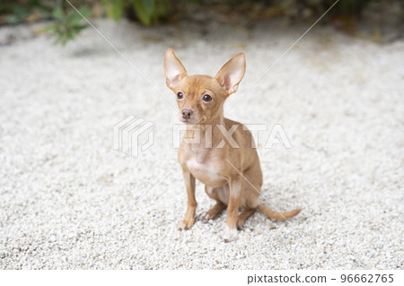 坐著微笑的俄羅斯玩具梗 96662765