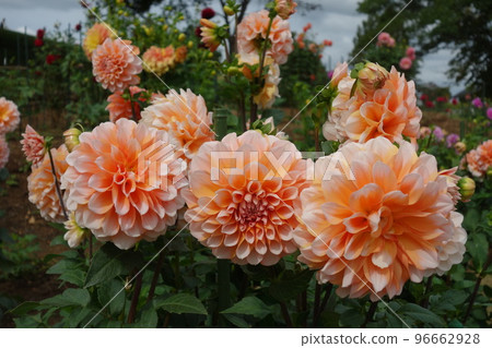 Dahlia 96662928