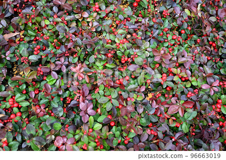 Christmas image Christmas image 96663019
