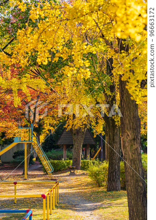 千草公園的紅葉銀杏<愛知縣名古屋市> 96663172