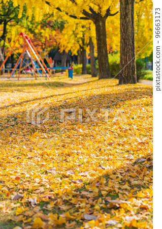 Autumn leaves of Chikusa Park, Ginkgo biloba <Nagoya City, Aichi Prefecture> 96663173