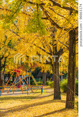 千草公園的紅葉銀杏<愛知縣名古屋市> 96663174