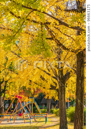 千草公園的紅葉銀杏<愛知縣名古屋市> 96663175