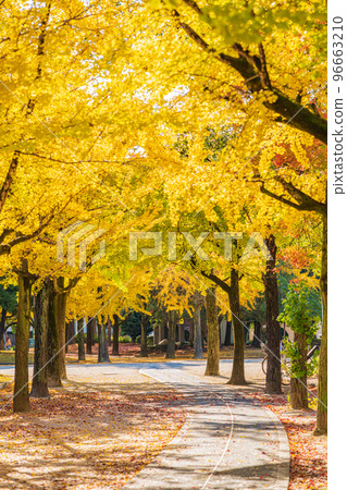 Autumn leaves of Chikusa Park, Ginkgo biloba <Nagoya City, Aichi Prefecture> 96663210