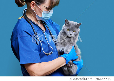 Female doctor veterinarian with cat in her arms, on blue studio background 96663340