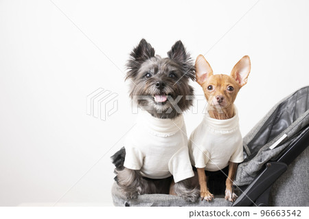 Cairn Terrier and Russian Toy Terrier riding a cart and smiling 96663542