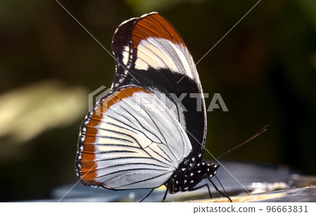 Macro of a side view of the diadem butterfly, Hypolimnas usambara Macro of a side view of the diadem butterfly, Hypolimnas usambara 96663831
