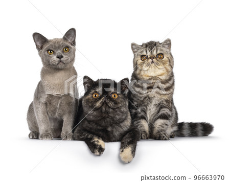Exotic and Burmese cat kittens on white background 96663970