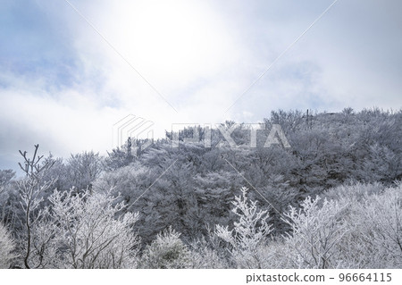 A landscape of frost-covered trees seen in Kajigamori in the cold 96664115
