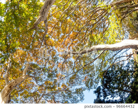 Various views of beautiful autumn foliage taken with a fisheye lens Crape myrtle foliage Various views of beautiful autumn foliage taken with a fisheye lens Crape myrtle foliage 96664432