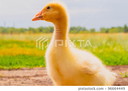 Gosling. Poultry farm for breeding geese. Little goose chicks in the grass. 96664449