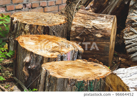 The problem of deforestation. Export of timber from the country. The problem of deforestation. Export of timber from the country. 96664452