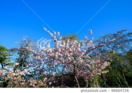 Cherry blossoms in full bloom in Otaru, Hokkaido Cherry blossoms in full bloom in Otaru, Hokkaido 96664726