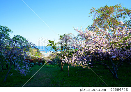 Cherry blossoms in full bloom in Otaru, Hokkaido 96664728