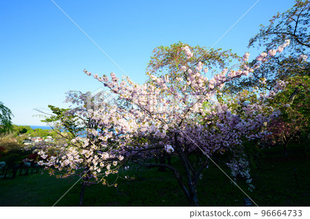 Cherry blossoms in full bloom in Otaru, Hokkaido 96664733