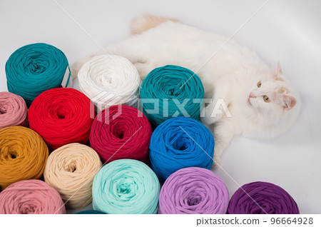 Close-up of a whiting fluffy cat among multicolored cotton skeins. Close-up of a whiting fluffy cat among multicolored cotton skeins. 96664928